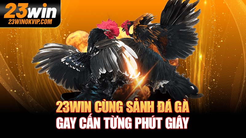 đá gà 23win